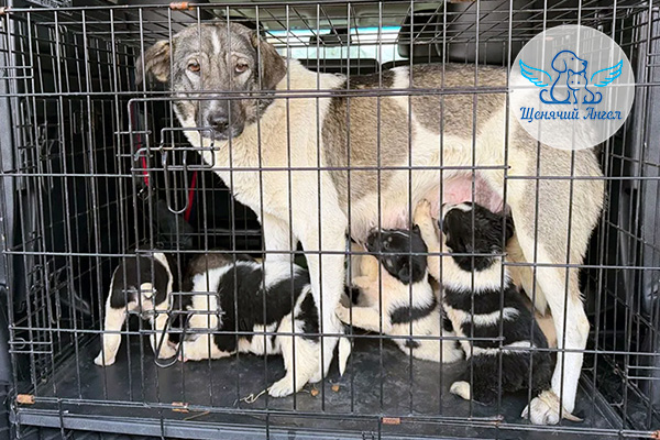 Спасибо-мама-Жуля-щенята_3x2 Спасибо-мама-Жуля-щенята_3x2