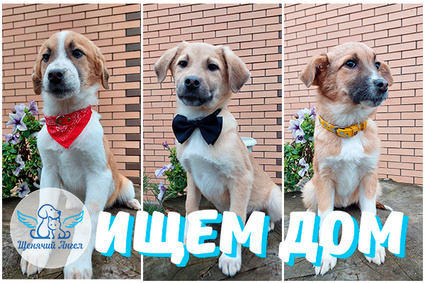 ЖП_2026-02_03_Самура_Симба_Сэнди_Ищут_Дом _3x2 ЖП_2026-02_03_Самура_Симба_Сэнди_Ищут_Дом _3x2