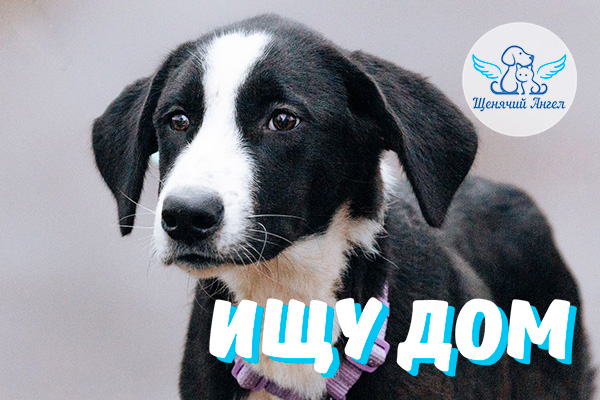 ЖП_2026-02_09_Брут_Ищу_Дом_3x2