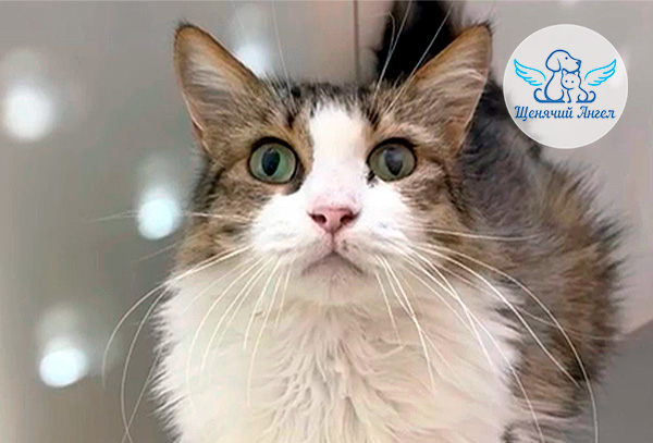 ЖП_2026-02_13_Лапка_3x2