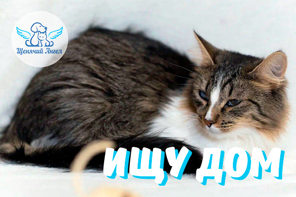 ЖП_2026-02_18_Сури_Ищу_Дом_3x2