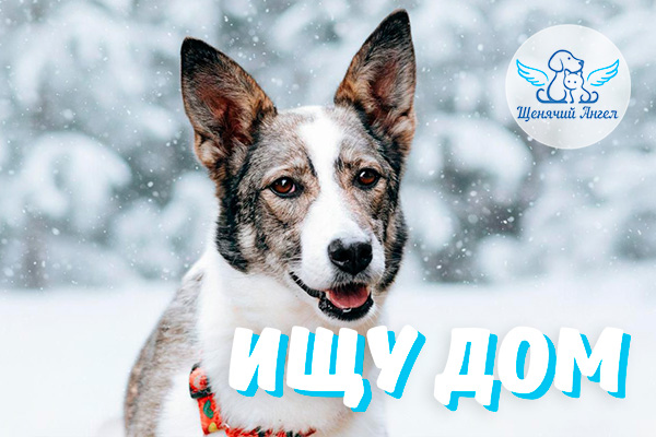 ЖП_2026-02_24_Мери_Ищу_Дом_3x2 ЖП_2026-02_24_Мери_Ищу_Дом_3x2