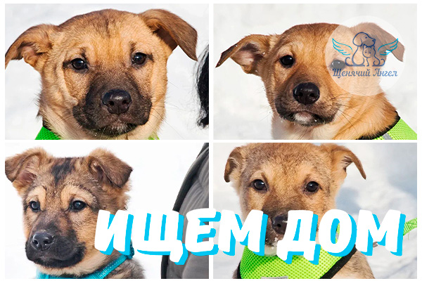 ЖП_2026-02_27_Щенки_из_коровника_ищут_дом_3x2 ЖП_2026-02_27_Щенки_из_коровника_ищут_дом_3x2