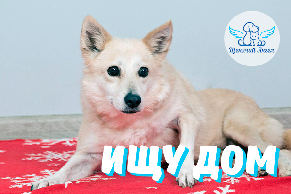 ЖП_2026-03_02_Белочка_Ищу_Дом_3x2