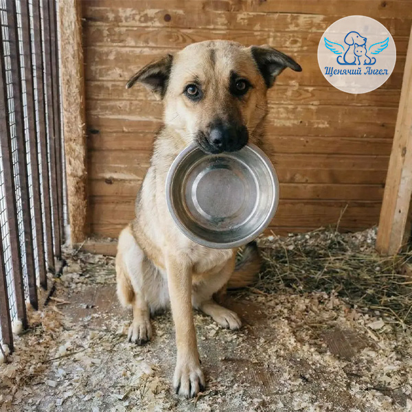 2026-03-02_НАКОРМНЕСОБИРАЙКА