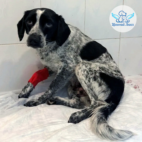 Эми-и-щенятам-на-лечение_3