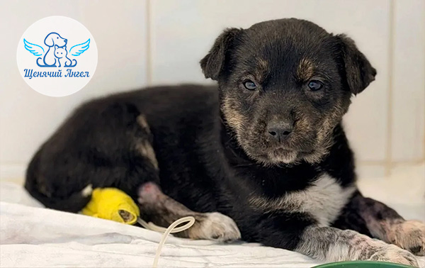 Эми-и-щенятам-на-лечение_3x2(1)