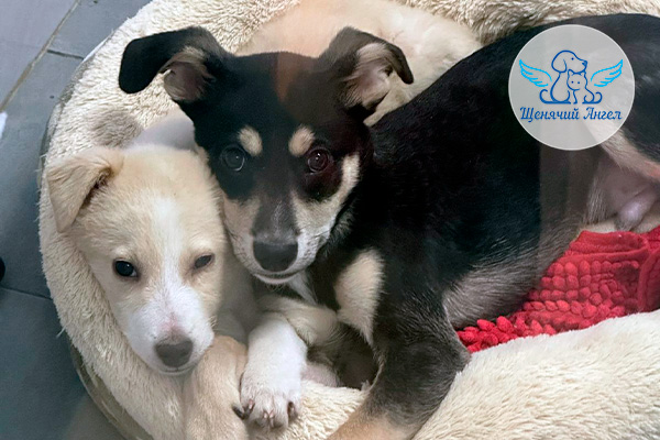 ФД_2026-03-05_Амиго_и_Тобик_3x2