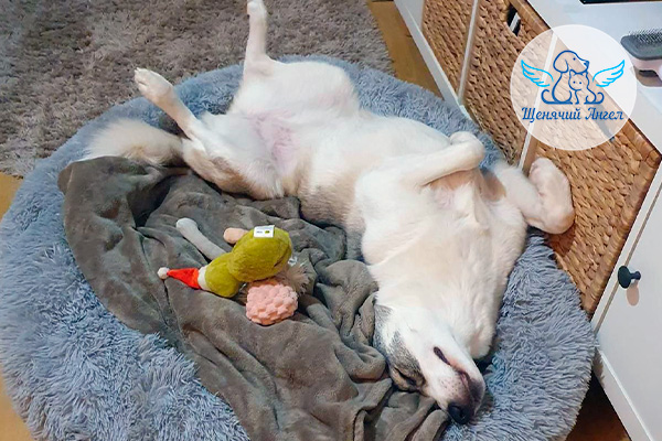 ФД_2026-03-09_Нюша_3x2 ФД_2026-03-09_Нюша_3x2