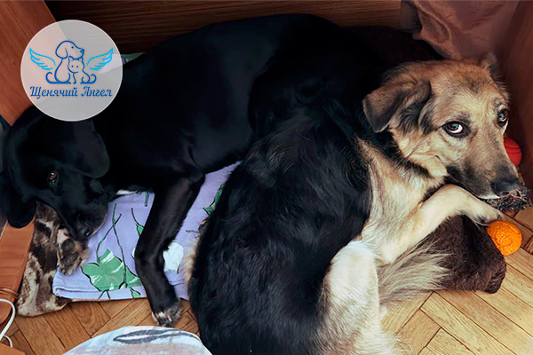 ФД_2026-03-11_Мохноушка_3x2