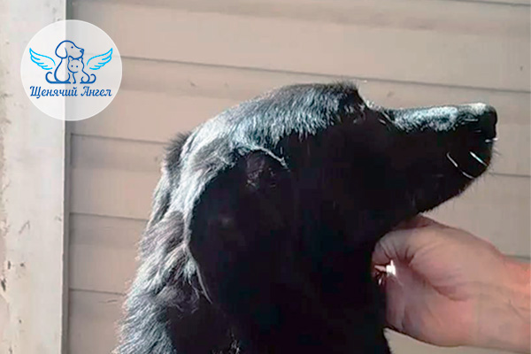 ФД_2026-03-25_Белолапка_3x2