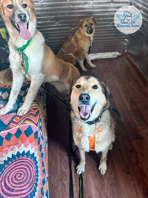 Банда мамы Клары заметно подросла: Самура и Сэнди