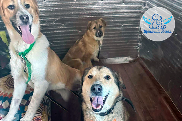 Банда мамы Клары