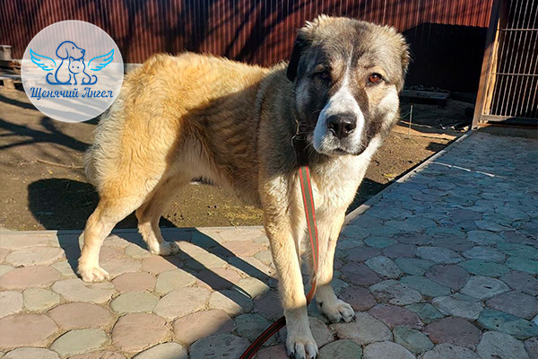 Н_2026-03_10_Цезарь_3x2(1)