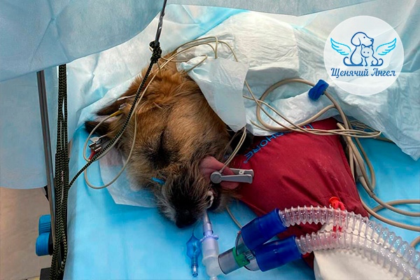 Н_2026-03_17_Дуня_3x2