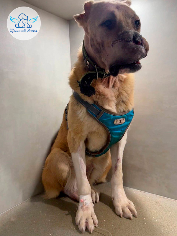 Новости о нашей героической собачуле Раде