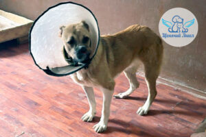 Новостями о нашей героической собачуле Раде, которую вместе с Вами мы спасли с железнодорожных путей.