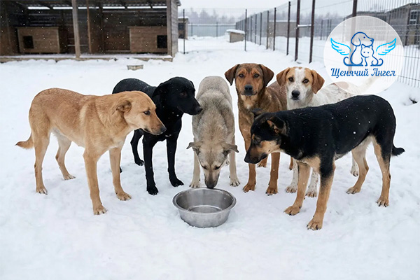 Помощь-на-корм-март_3x2