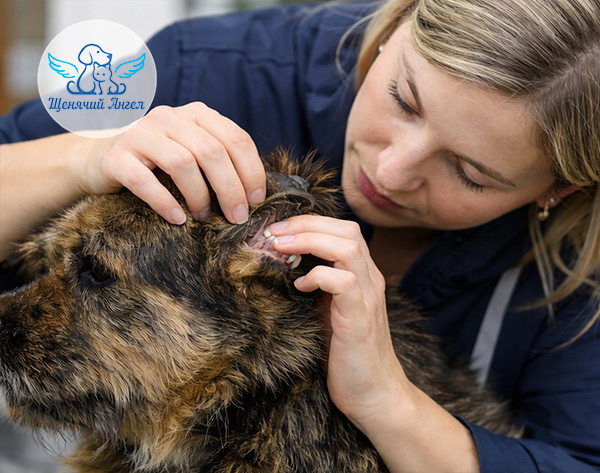Где чаще всего искать клеща у собаки и кошки