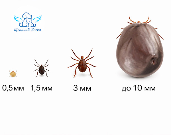 Что делать, если нашли клеща