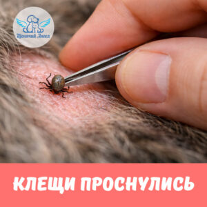 С наступлением тепла на улице появляются клещи.