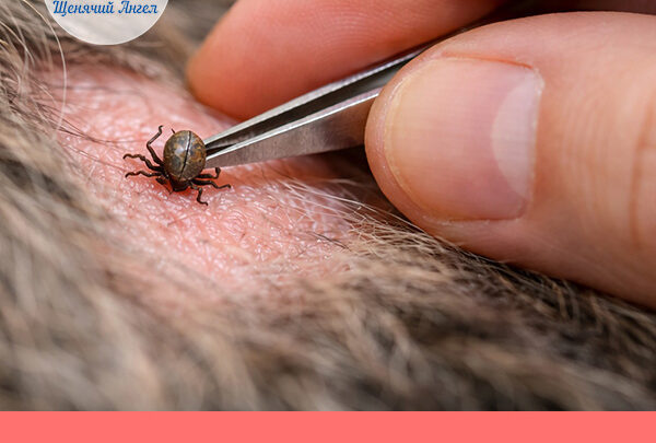 С наступлением тепла на улице появляются клещи.