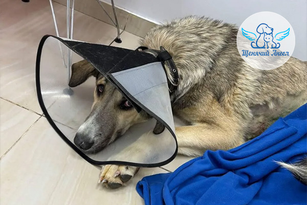 Спасибо_Хром_3x2 Спасибо_Хром_3x2