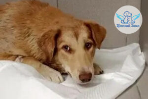 История Нео