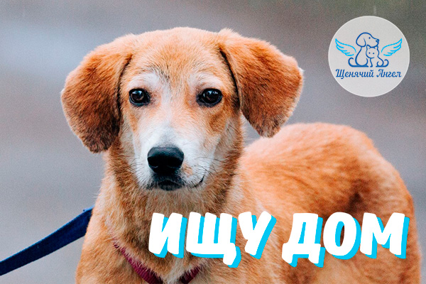 ЖП_2026-03_05_Буч_Ищу_Дом_3x2