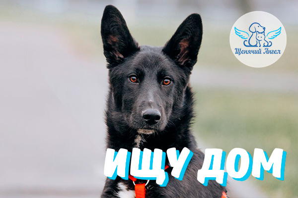 ЖП_2026-03_09_Бучик_Ищу_Дом_3x2 ЖП_2026-03_09_Бучик_Ищу_Дом_3x2