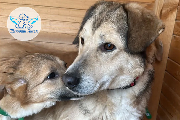 ЖП_2026-03_13_Новости о Кларе_3x2