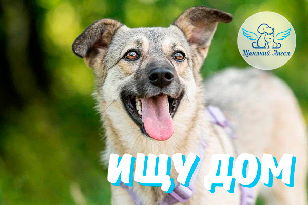 ЖП_2026-03_16_Дарси_Ищу_Дом_3x2