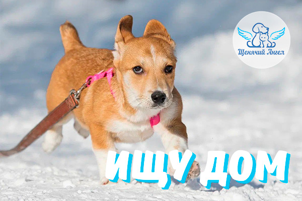 ЖП_2026-03_20_Лионесс_Ищу_Дом_3x2