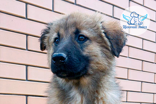 ЖП_2026-03_25_Щенки_из_коровника_3x2