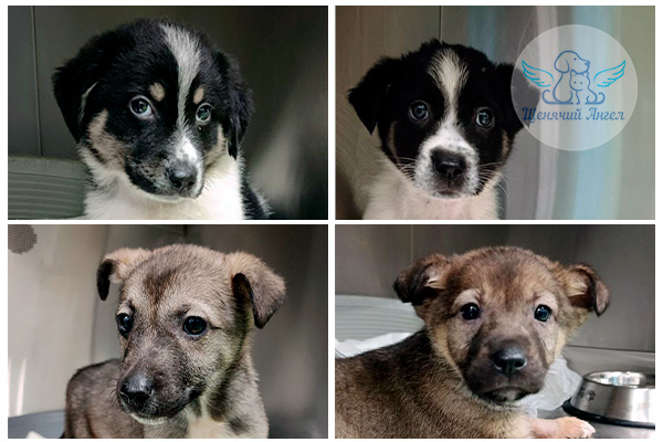 ЖП_2026-03_26_Жуля_и_щенки_3x2(2) ЖП_2026-03_26_Жуля_и_щенки_3x2(2)