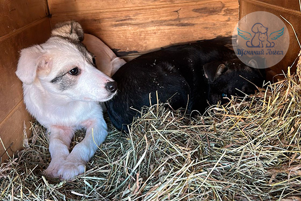 ЖП_2026-03_27_Кай_и_Герда_3x2 ЖП_2026-03_27_Кай_и_Герда_3x2