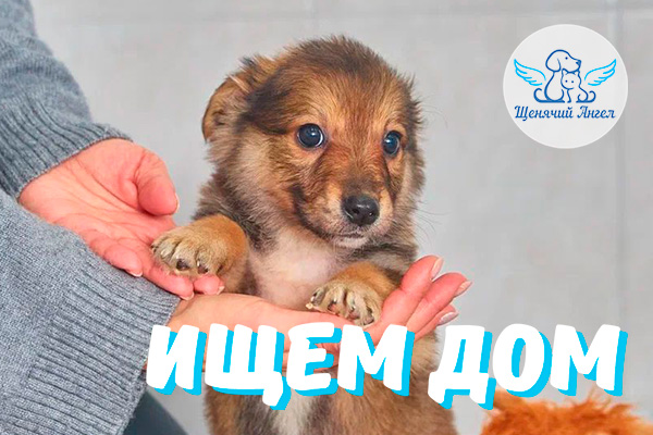 ЖП_2026-03_31_Щенки_Деми_Ищут_Дом_3x2