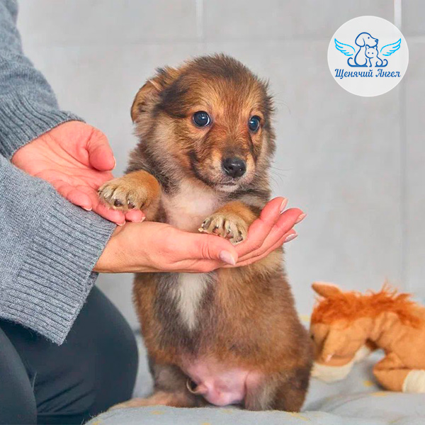 Щенули мамы Деми ищут дом ИВИ