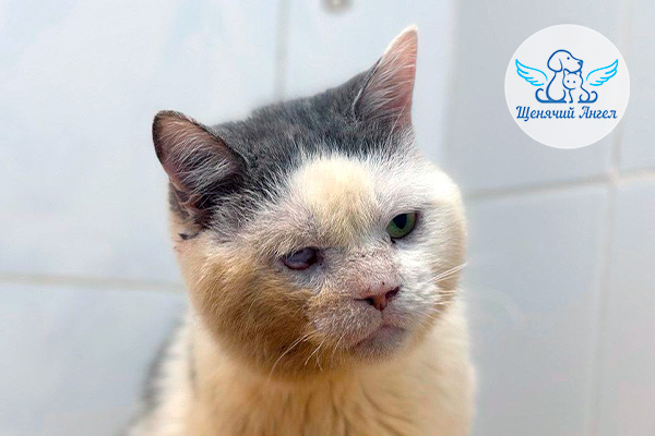 Котик Ветерочек прошёл обследования