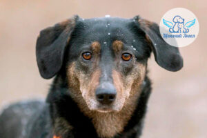 История сестричек Геры и Жули