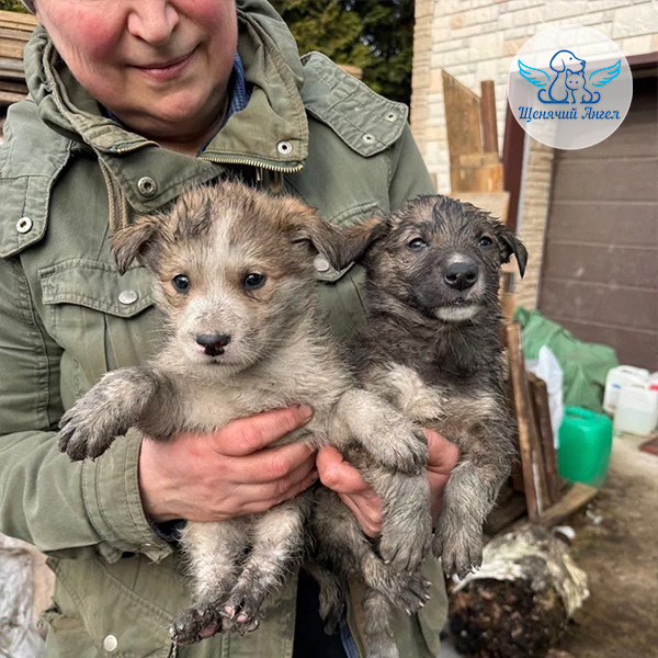 БЛАГОДАРИМ ЗА СПАСЕННЫЕ ЖИЗНИ: 17 ЩЕНЯТ ИЗ НОРЫ