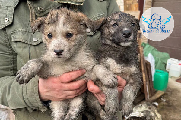 БЛАГОДАРИМ ЗА СПАСЕННЫЕ ЖИЗНИ: 17 ЩЕНЯТ ИЗ НОРЫ