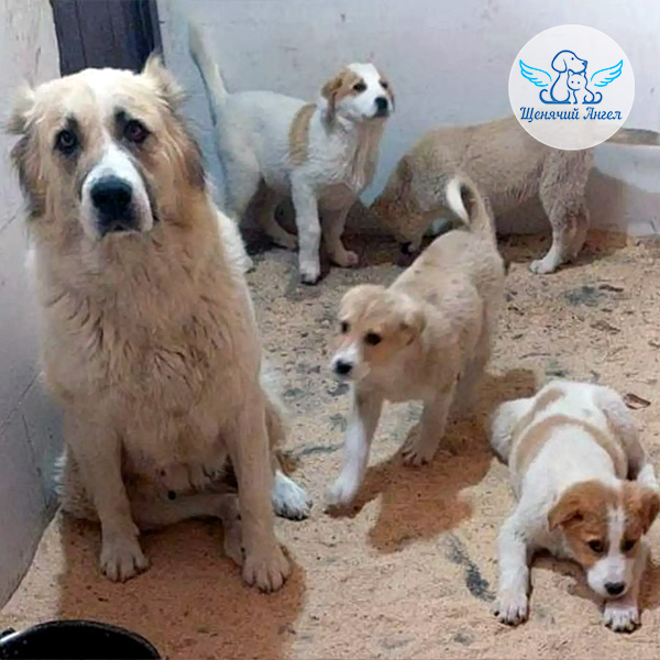 Благодарим за спасённые жизни: мама Мара и её четверо щенков (Алабаи)