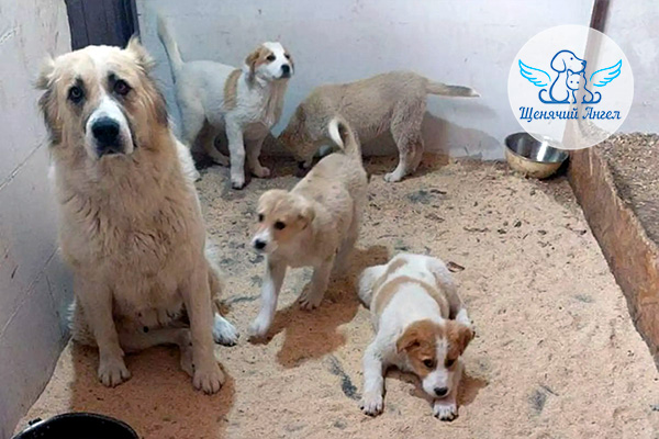 Благодарим за спасённые жизни: мама Мара и её четверо щенков (Алабаи)