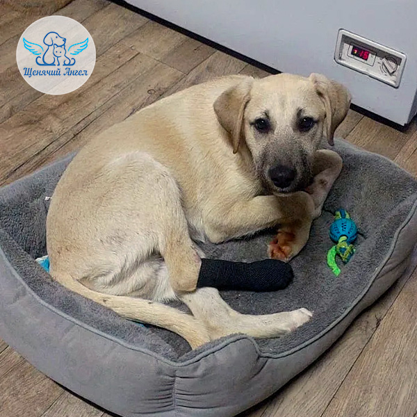 БЛАГОДАРИМ ЗА СПАСЕННУЮ ЖИЗНЬ: ЩЕНОК ДЖЕЙК