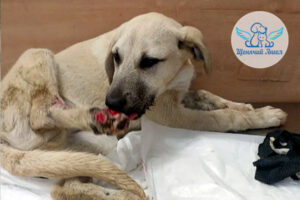 БЛАГОДАРИМ ЗА СПАСЕННУЮ ЖИЗНЬ: ЩЕНОК ДЖЕЙК