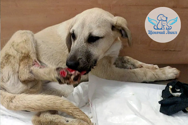 БЛАГОДАРИМ ЗА СПАСЕННУЮ ЖИЗНЬ: ЩЕНОК ДЖЕЙК