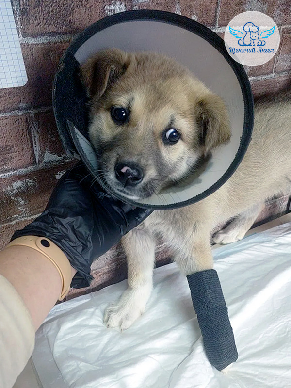 Благодарим за спасенную жизнь: малышка Вишенка