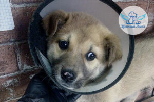 Благодарим за спасенную жизнь: малышка Вишенка