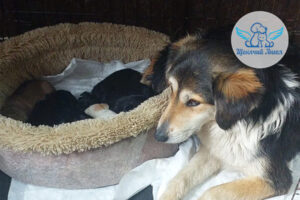 Благодарим за спасённые жизни: мама Олли и семь малышей